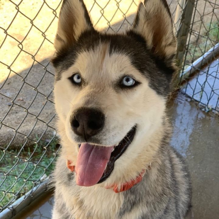 Mojave store dog pound