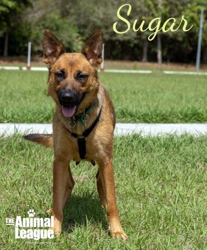 Sugar, an adoptable German Shepherd Dog Mix in Clermont, FL_image-2