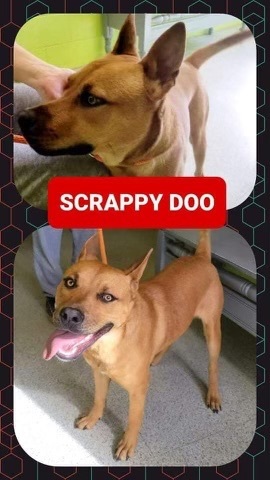 Scrappy Wags- Charmer