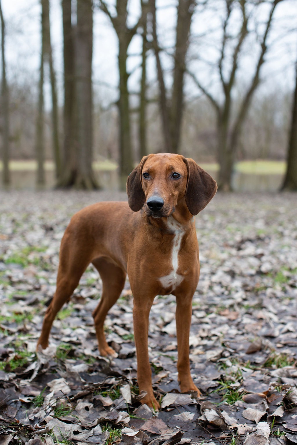 Redbone coonhound sale webbed feet