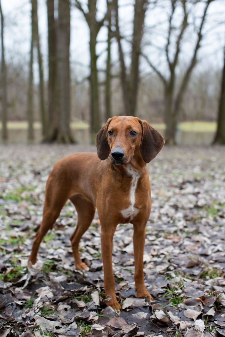 Foxhound best sale coonhound mix