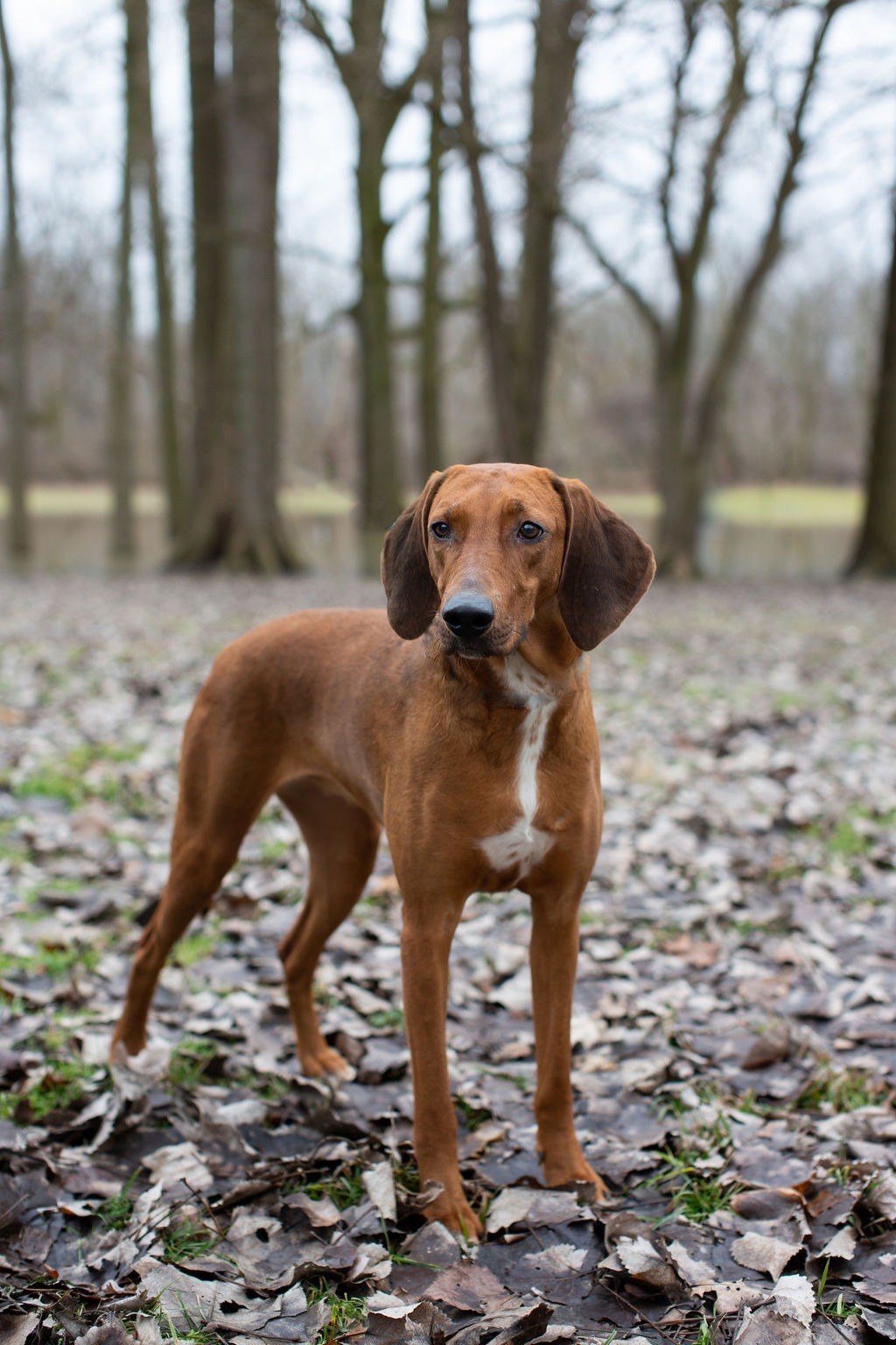 Alma-Jo, an adoptable Foxhound, Redbone Coonhound in Duart, ON, N0L 1H0 | Photo Image 1