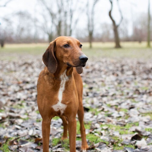 Alma-Jo, an adoptable Foxhound, Redbone Coonhound in Duart, ON, N0L 1H0 | Photo Image 2