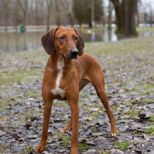 Alma-Jo, an adoptable Foxhound, Redbone Coonhound in Duart, ON, N0L 1H0 | Photo Image 3