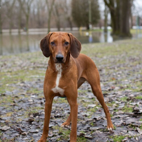 Alma-Jo, an adoptable Foxhound, Redbone Coonhound in Duart, ON, N0L 1H0 | Photo Image 4
