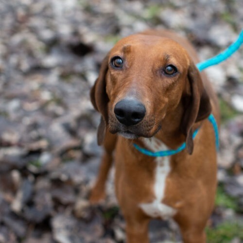Alma-Jo, an adoptable Foxhound, Redbone Coonhound in Duart, ON, N0L 1H0 | Photo Image 5