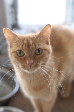 Ginger, Adult Female Domestic Short Hair