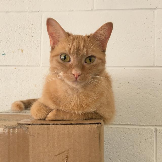 Ginger, an adoptable Domestic Short Hair in Portland, IN, 47371 | Photo Image 2