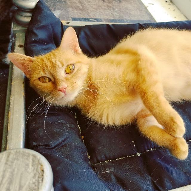 Ginger, an adoptable Domestic Short Hair in Portland, IN, 47371 | Photo Image 6