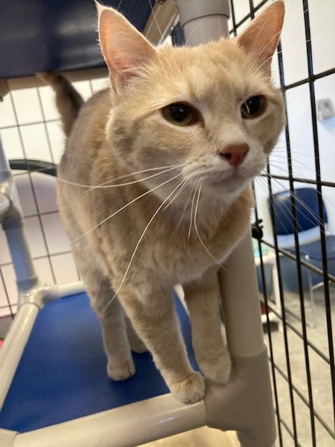 Nala, an adoptable Domestic Short Hair in Torrington, WY, 82240 | Photo Image 1