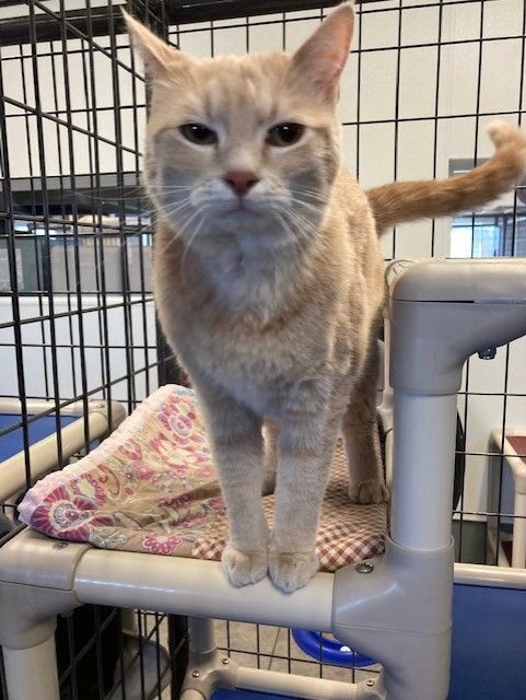 Nala, an adoptable Domestic Short Hair in Torrington, WY, 82240 | Photo Image 2