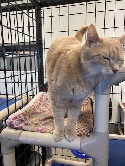 Nala, an adoptable Domestic Short Hair in Torrington, WY, 82240 | Photo Image 3