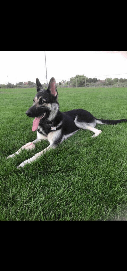 Chloe, an adoptable German Shepherd Dog in Denver, CO, 80216 | Photo Image 3