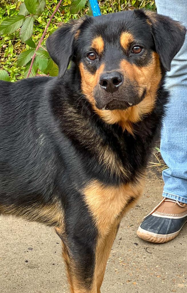 Dog for adoption Captain, a Shepherd &amp; Rottweiler Mix in