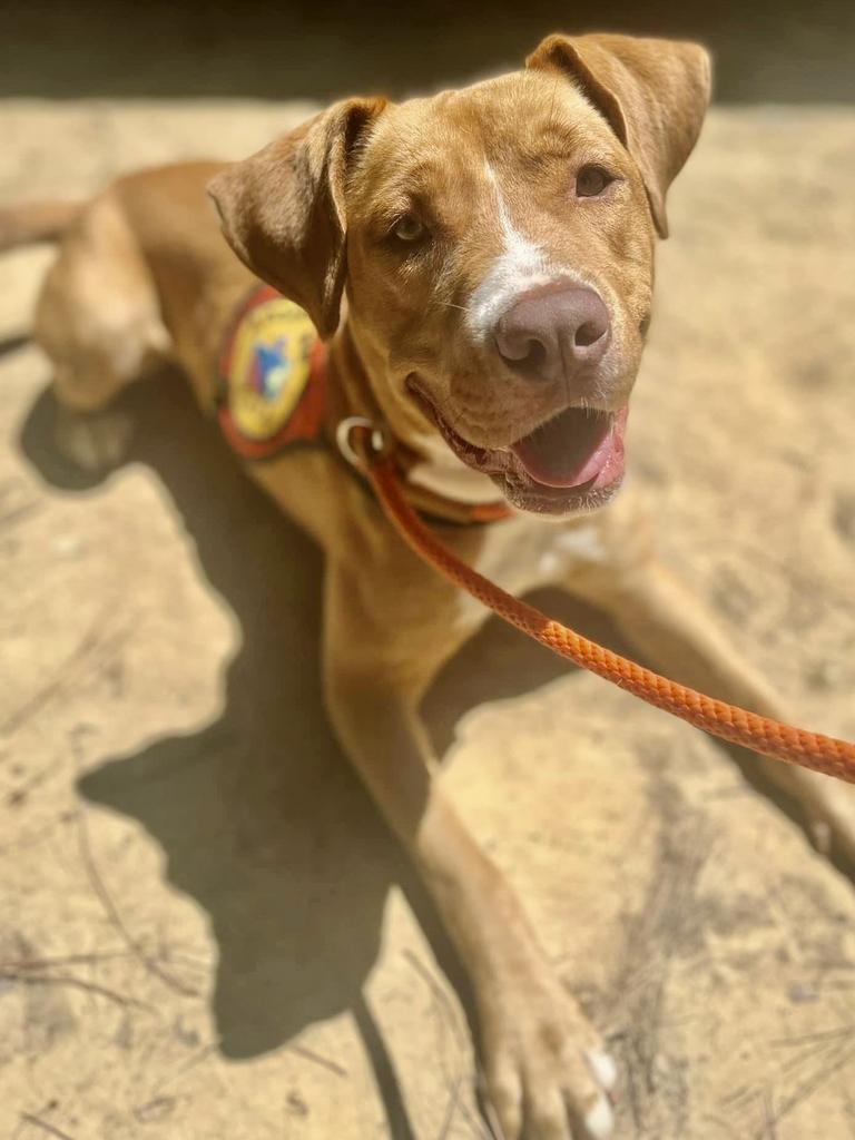 Dog for adoption Daisy Rae, a Mixed Breed in Jackson, MS