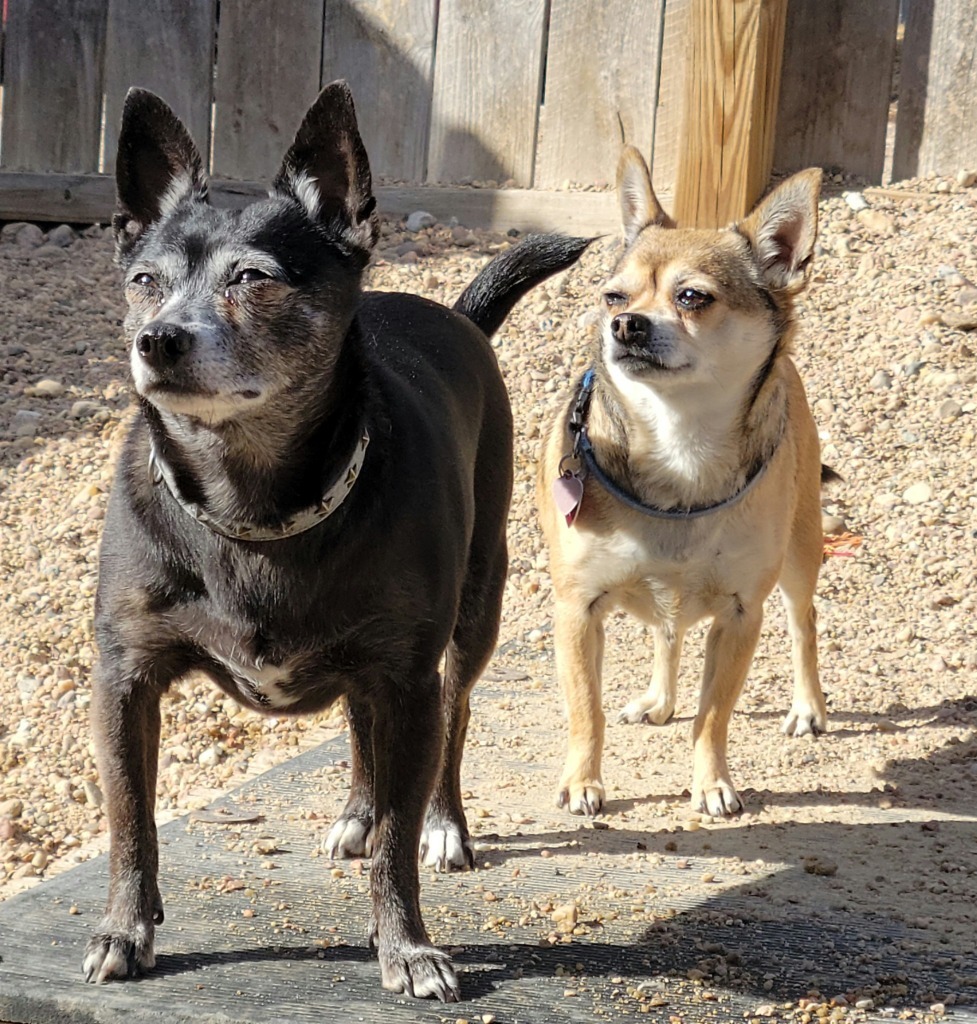 Marley, an adoptable Chihuahua in Hastings, NE, 68901 | Photo Image 1