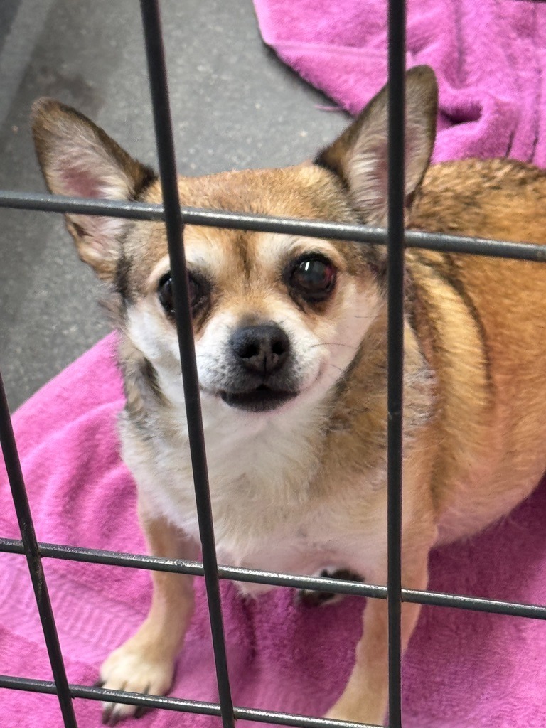 Marley, an adoptable Chihuahua in Hastings, NE, 68901 | Photo Image 1