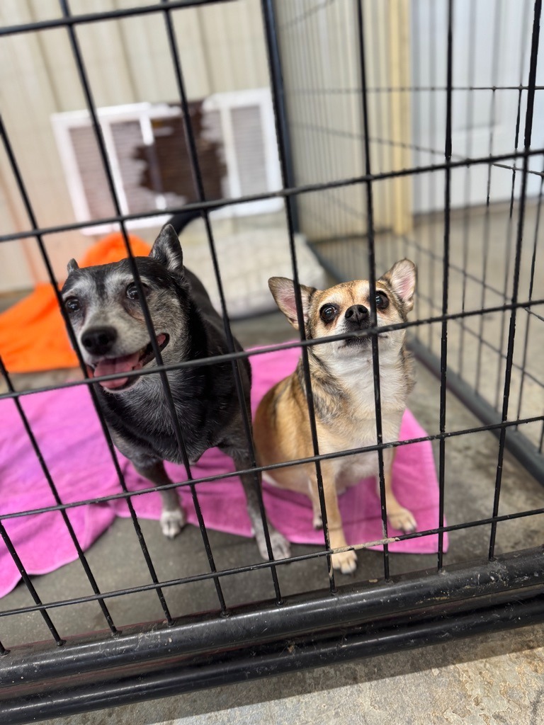 Marley, an adoptable Chihuahua in Hastings, NE, 68901 | Photo Image 2