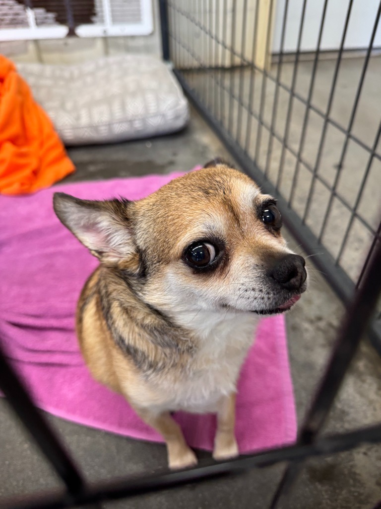 Marley, an adoptable Chihuahua in Hastings, NE, 68901 | Photo Image 3