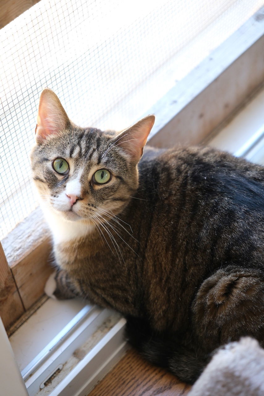 Major Tom, an adoptable Domestic Medium Hair in Markham, ON, L3R 9A8 | Photo Image 1