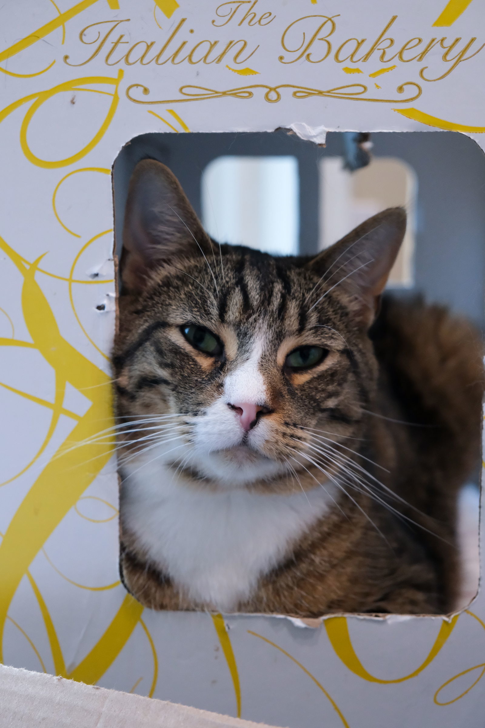 Major Tom, an adoptable Domestic Medium Hair in Markham, ON, L3R 9A8 | Photo Image 1