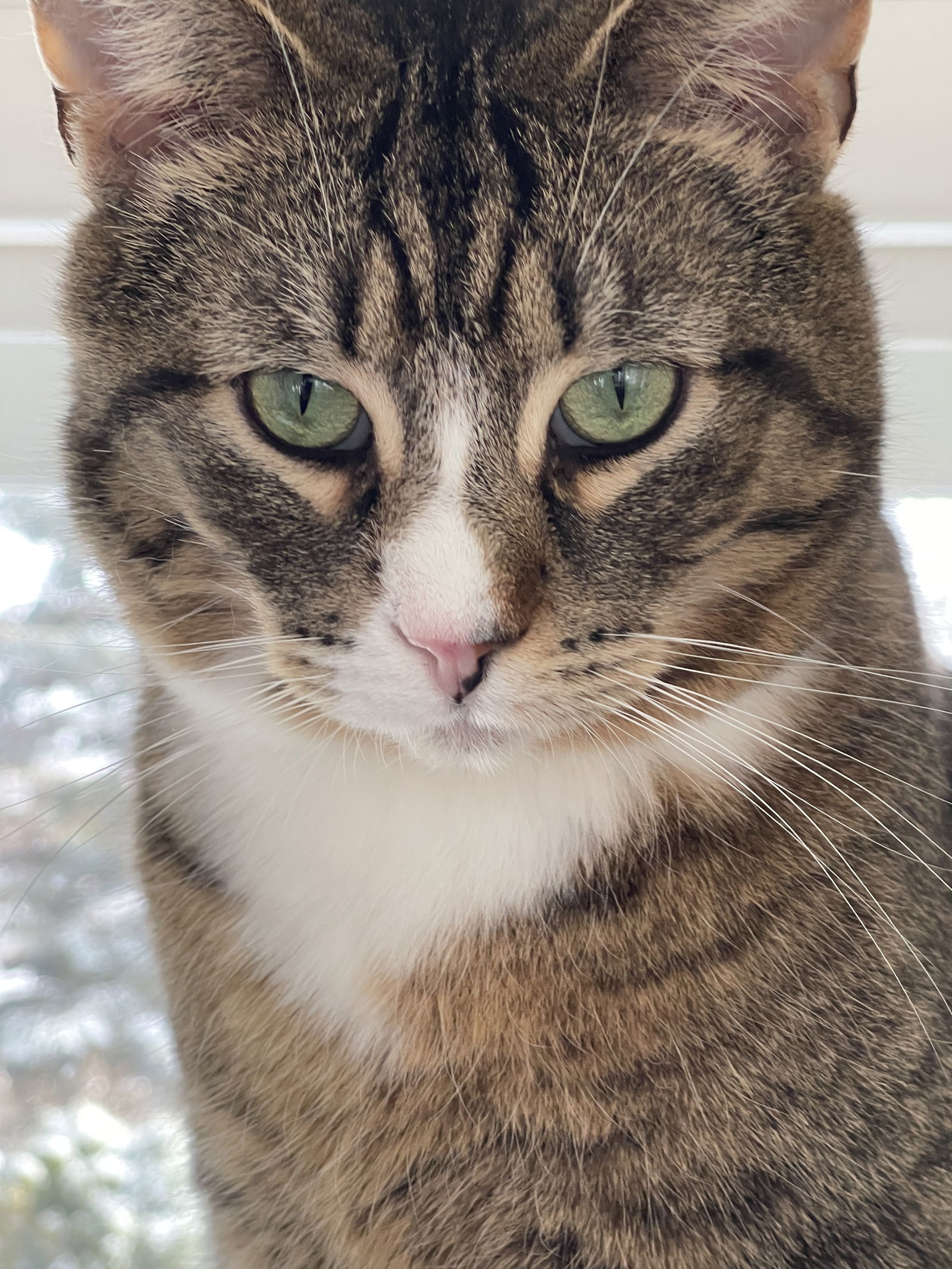 Major Tom, an adoptable Domestic Medium Hair in Markham, ON, L3R 9A8 | Photo Image 2