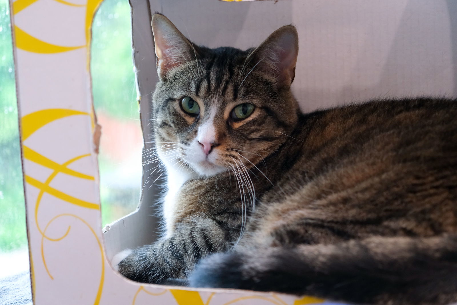 Major Tom, an adoptable Domestic Medium Hair in Markham, ON, L3R 9A8 | Photo Image 2