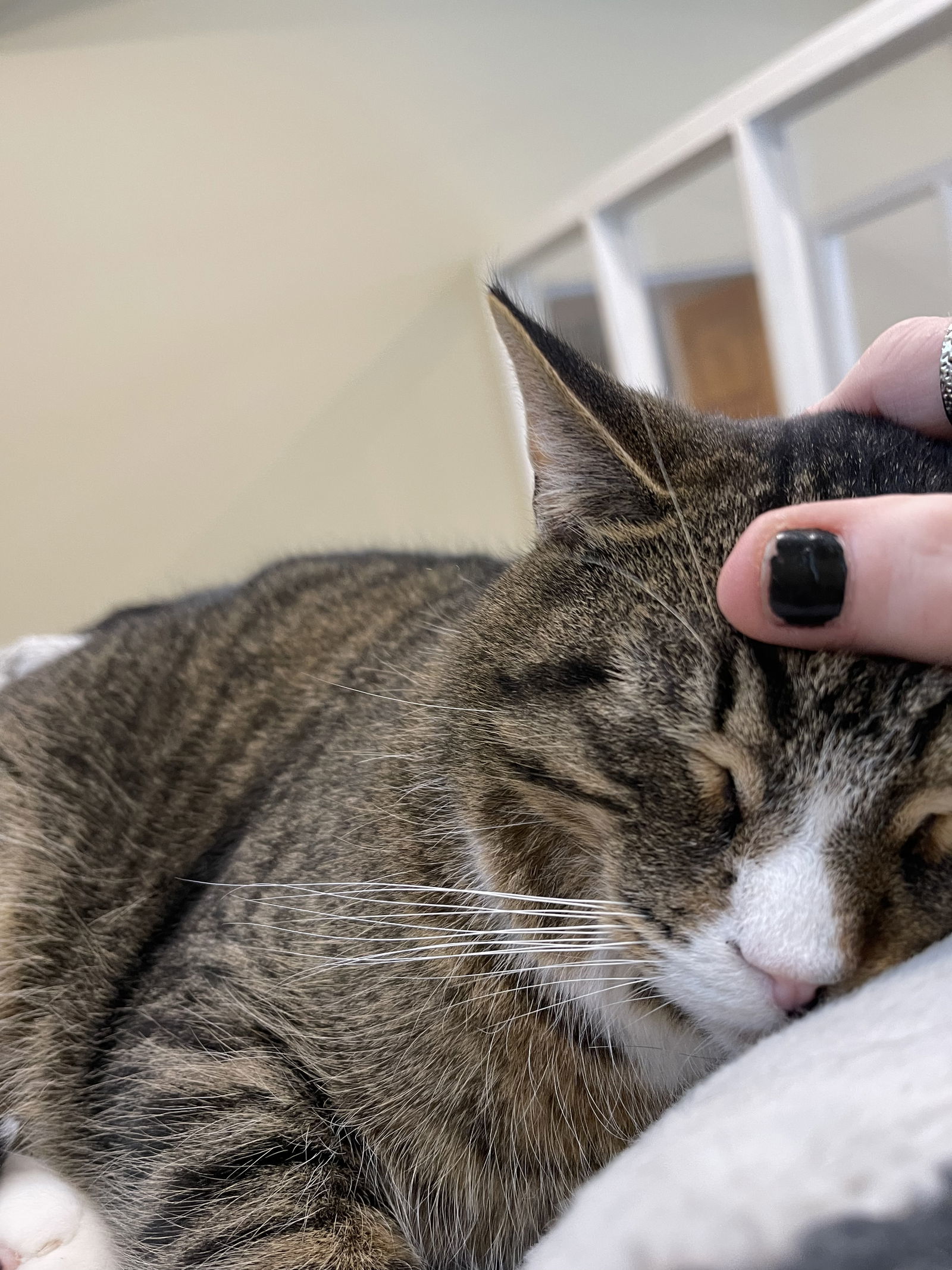 Major Tom, an adoptable Domestic Medium Hair in Markham, ON, L3R 9A8 | Photo Image 3