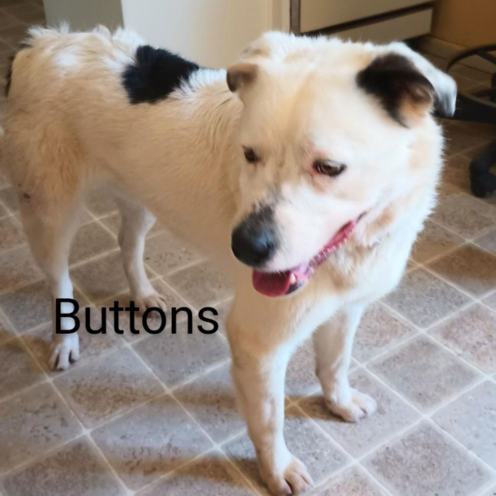 Buttons, an adoptable Cattle Dog in Millville, UT, 84326 | Photo Image 4