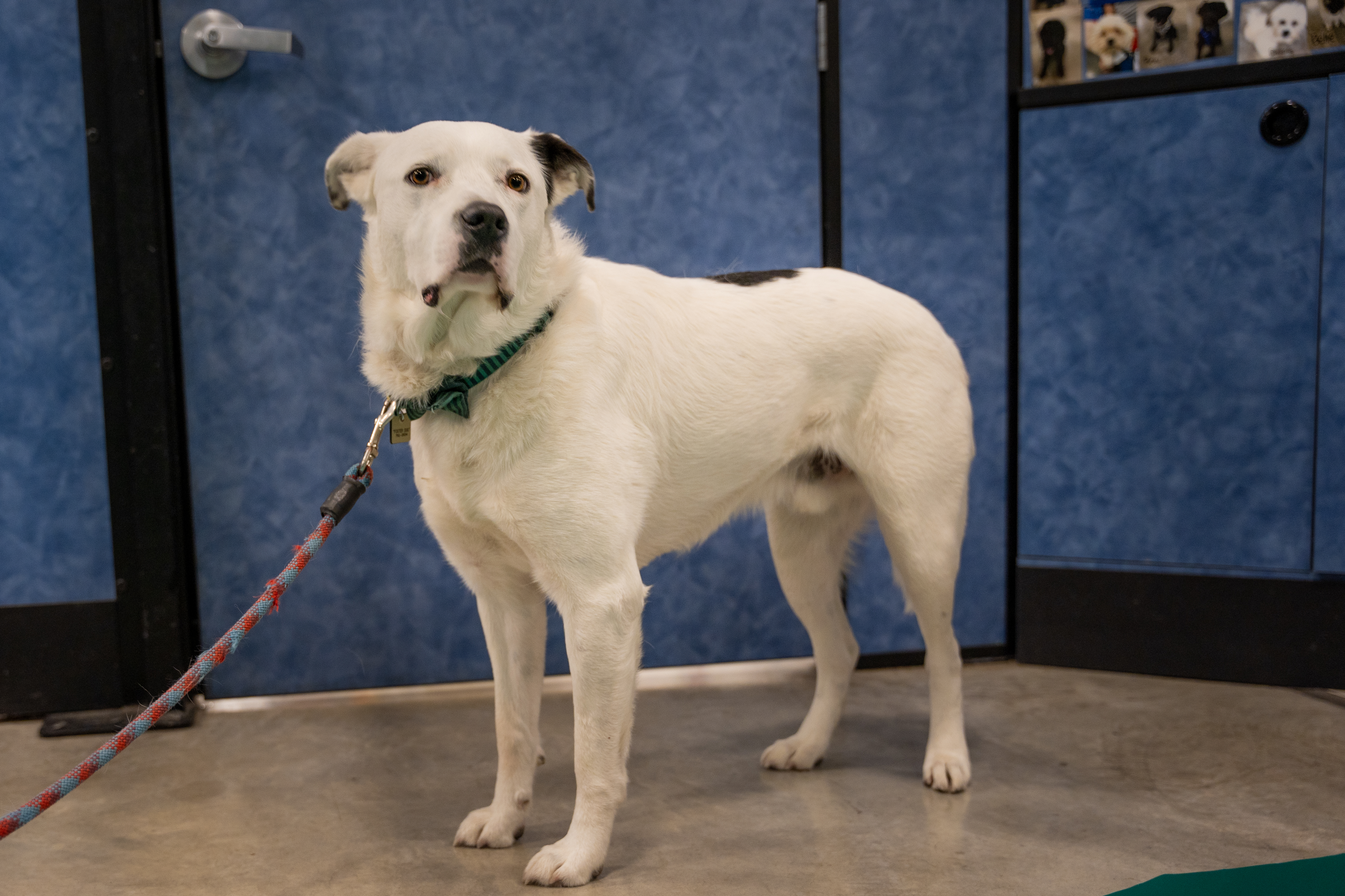 Buttons, an adoptable Cattle Dog in Millville, UT, 84326 | Photo Image 5