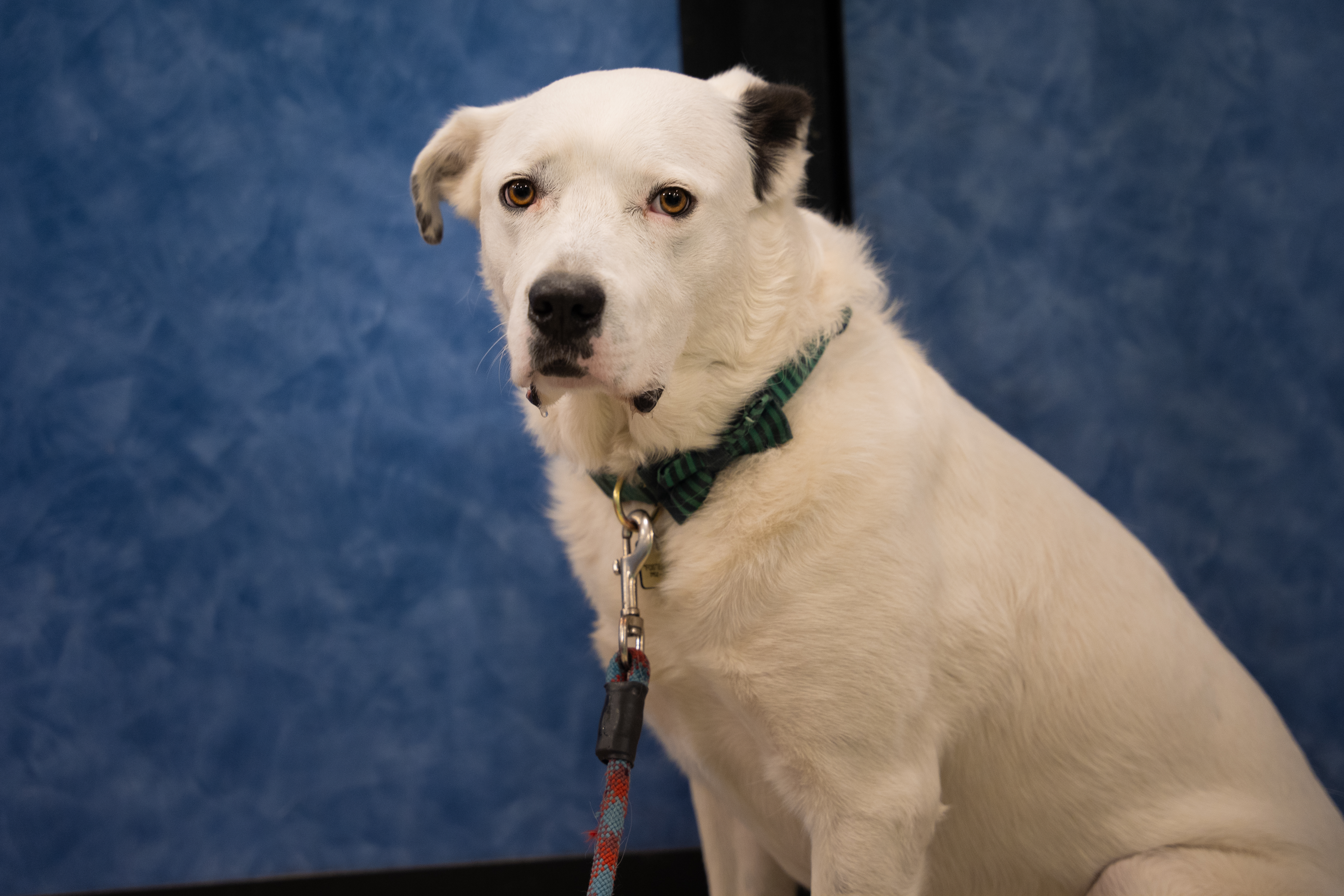 Buttons, an adoptable Cattle Dog in Millville, UT, 84326 | Photo Image 1