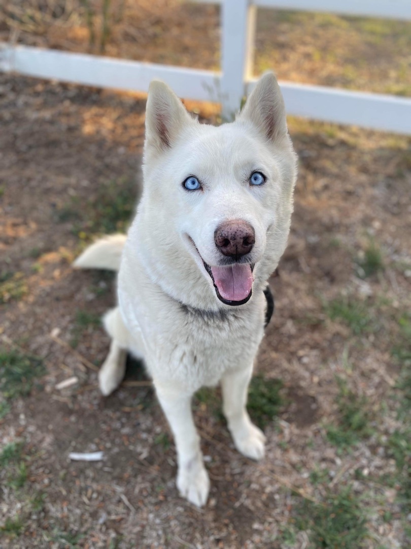 HELP!! COCONUT NEEDS FOSTER/ADOPTER , an adoptable Husky in Beaverton, OR, 97005 | Photo Image 1