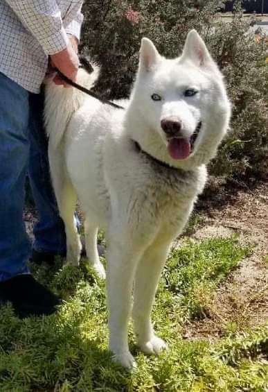 HELP!! COCONUT NEEDS FOSTER/ADOPTER , an adoptable Husky in Beaverton, OR, 97005 | Photo Image 4