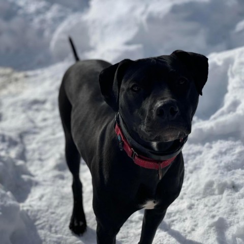 Timmy, an adoptable Pit Bull Terrier & Black Labrador Retriever Mix in South Portland, ME_image-5