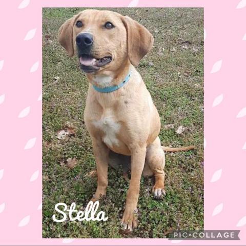 Stella