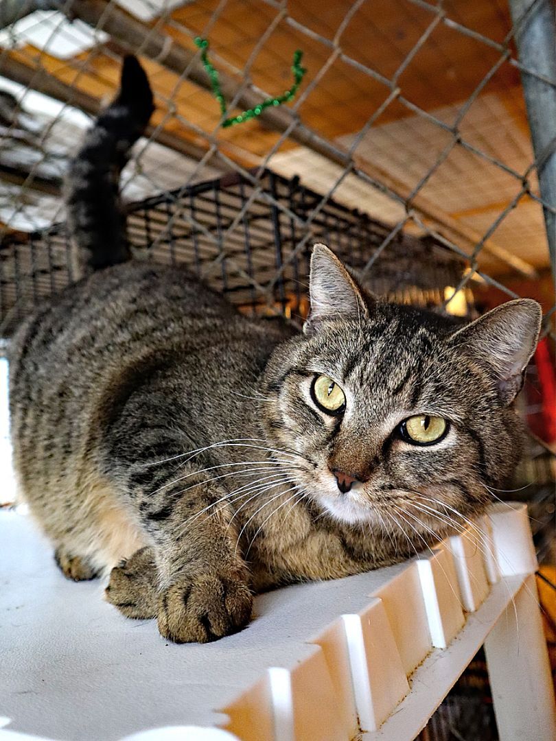 Sneaky Pete, an adoptable Domestic Short Hair in Apollo, PA, 15613 | Photo Image 3