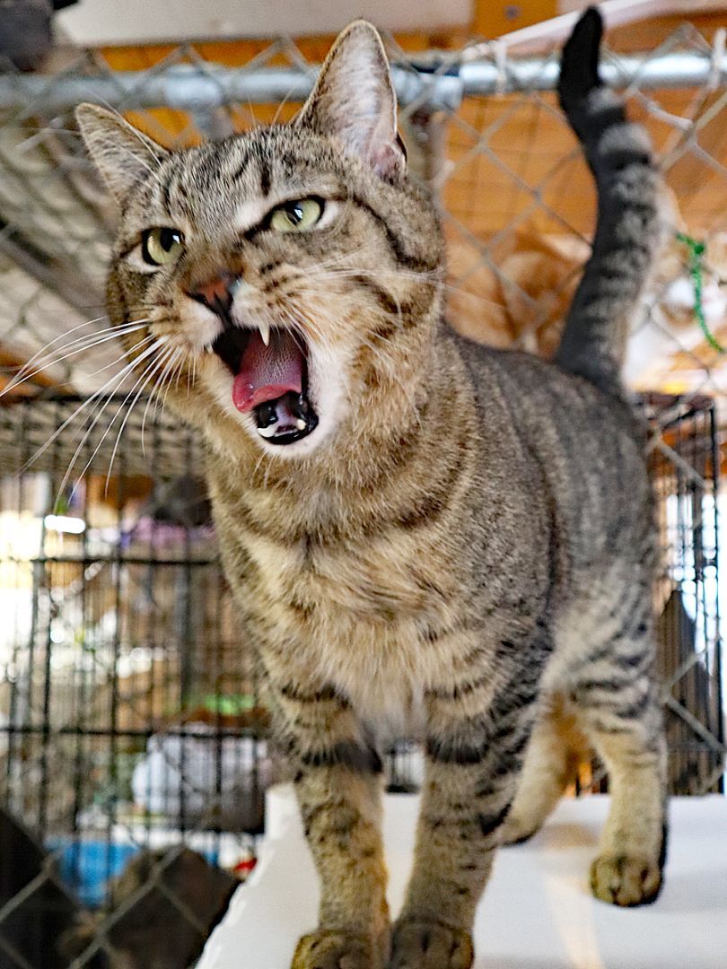 Sneaky Pete, an adoptable Domestic Short Hair in Apollo, PA, 15613 | Photo Image 4