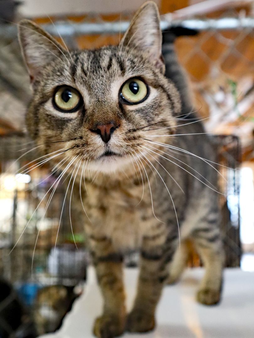 Sneaky Pete, an adoptable Domestic Short Hair in Apollo, PA, 15613 | Photo Image 5