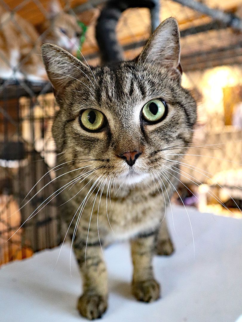 Sneaky Pete, an adoptable Domestic Short Hair in Apollo, PA, 15613 | Photo Image 6