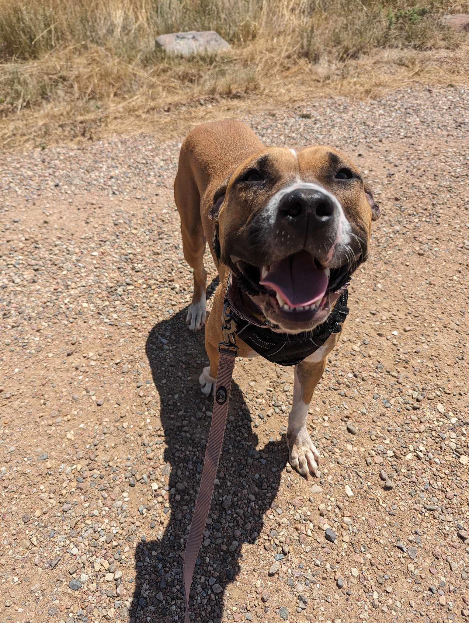 Bug, an adoptable American Bulldog in Highlands Ranch, CO, 80126 | Photo Image 1