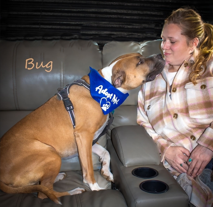 Bug, an adoptable American Bulldog in Highlands Ranch, CO, 80126 | Photo Image 3