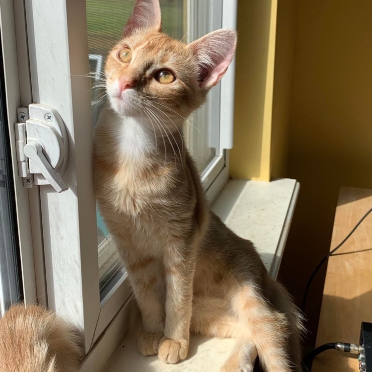 Cat for adoption - Gingersnap, a Domestic Short Hair in Vestavia Hills ...