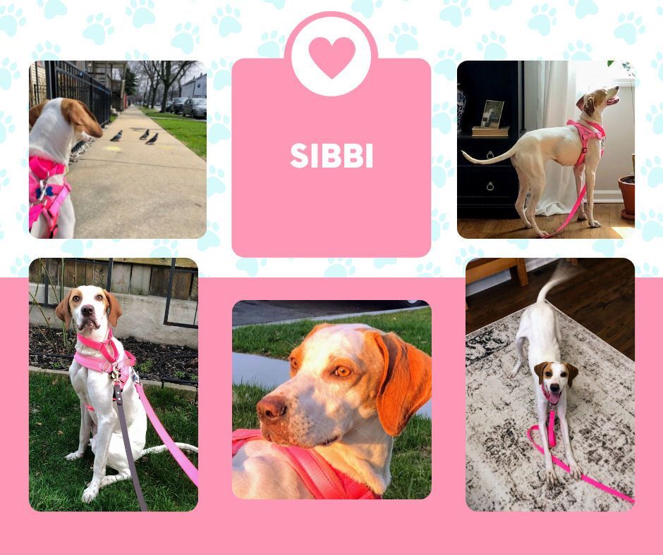 Sibbi (IL)