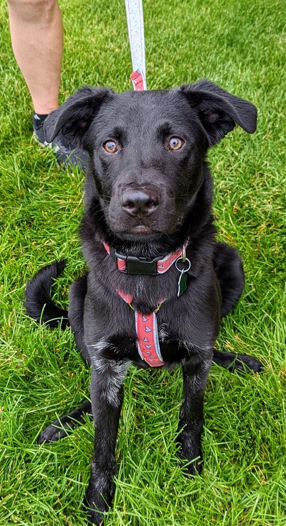 Cinder, an adoptable Labrador Retriever, Shepherd in West Saint Paul, MN, 55118 | Photo Image 1