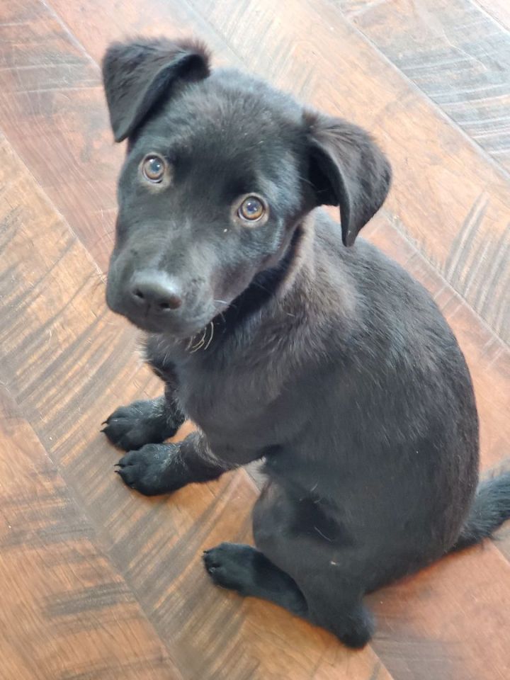 Dog for adoption - Cinder, a Labrador Retriever & Shepherd Mix in West ...