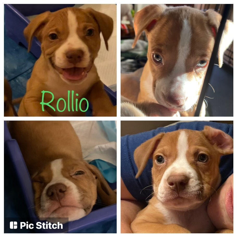 Rollio