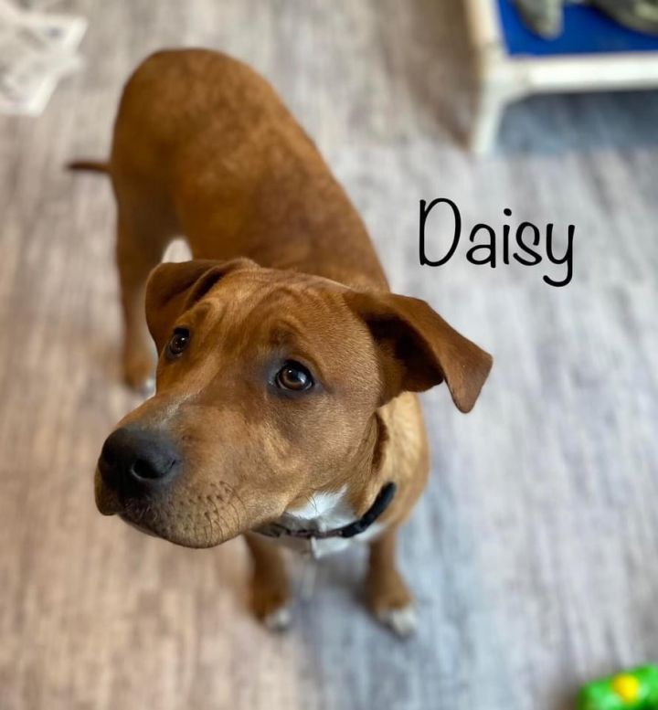 Daisy 1