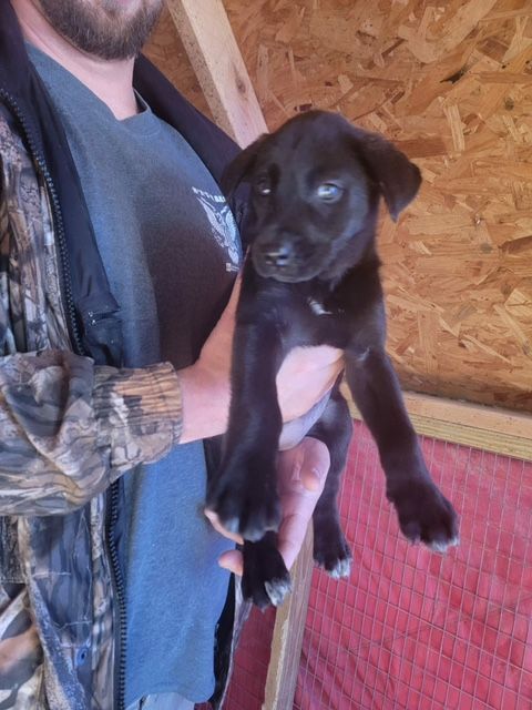 Husky Pup Girl