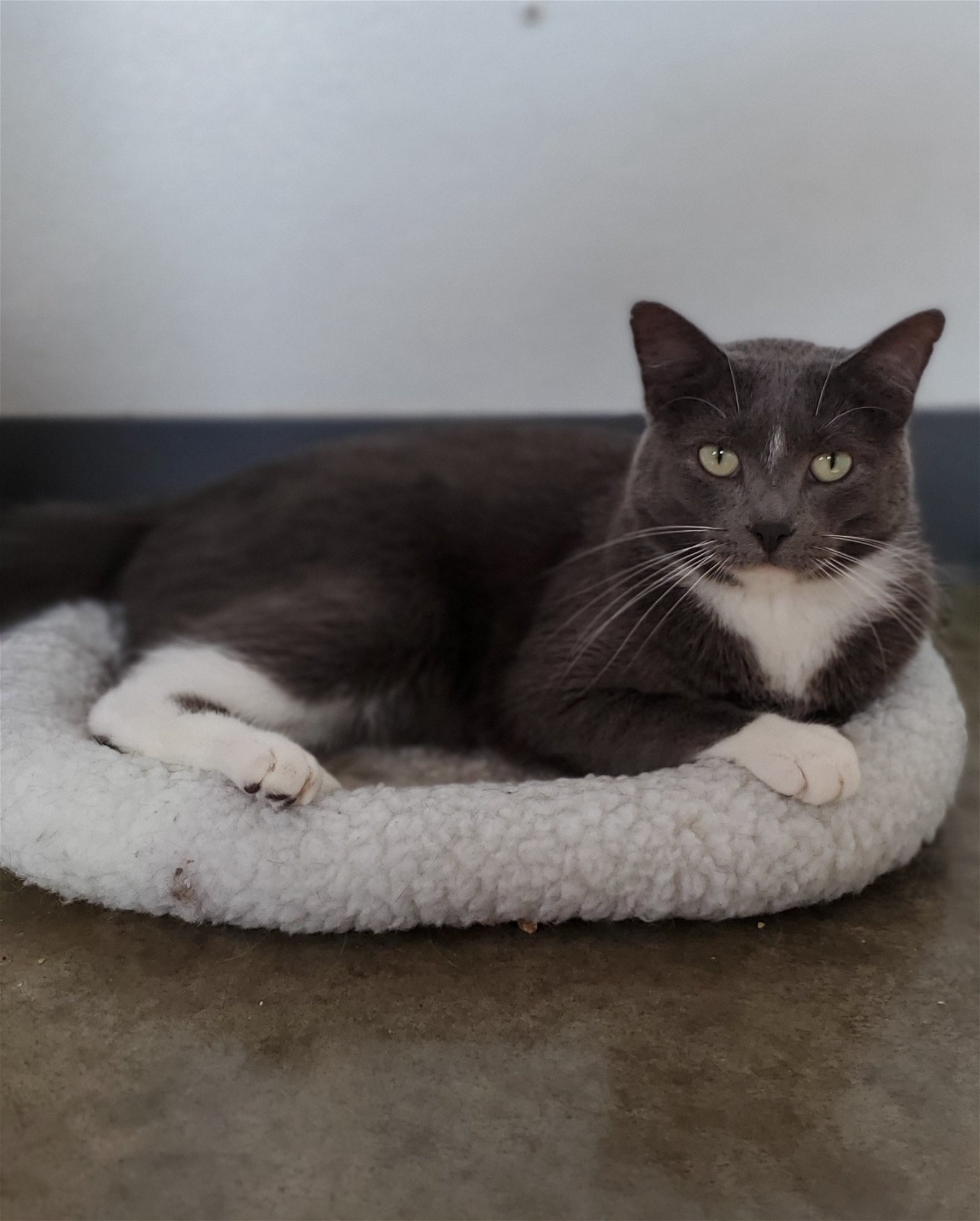 Cloud Chomper, an adoptable Domestic Short Hair in Estherville, IA, 51334 | Photo Image 1