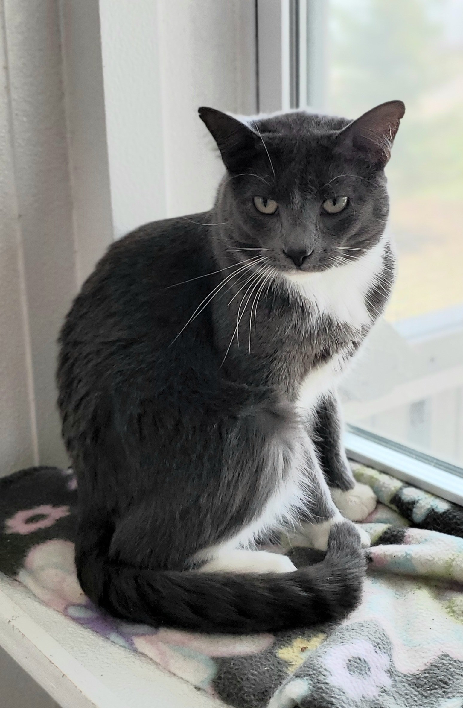 Cloud Chomper, an adoptable Domestic Short Hair in Estherville, IA, 51334 | Photo Image 2